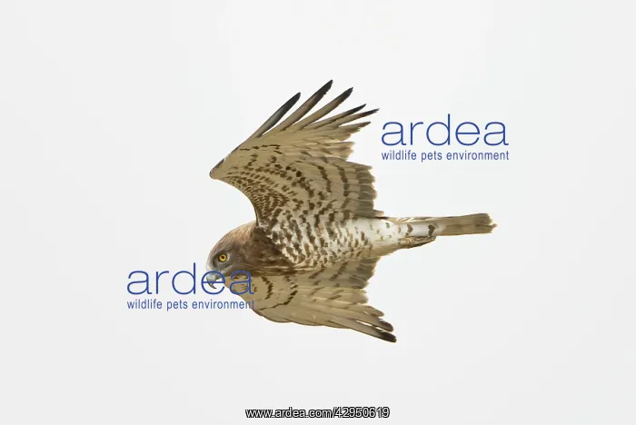 : Short-toed Eagle - adult in flight hunting on migration : Short-toed Eagle - adult in flight hunting on migration