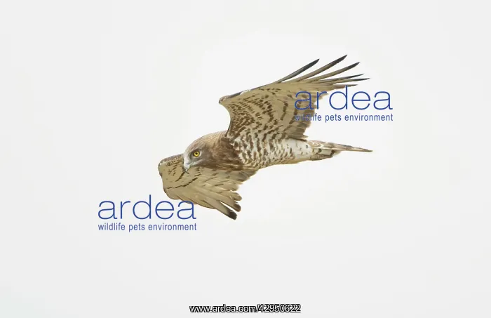 : Short-toed Eagle - adult in flight hunting on migration : Short-toed Eagle - adult in flight hunting on migration