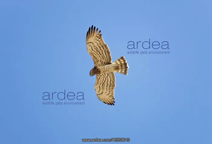 : Short-toed Eagle - adult in flight on migration over Tarifa : Short-toed Eagle - adult in flight on migration over Tarifa