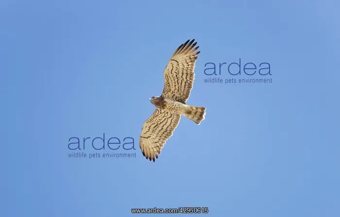 : Short-toed Eagle - adult in flight on migration over Tarifa : Short-toed Eagle - adult in flight on migration over Tarifa