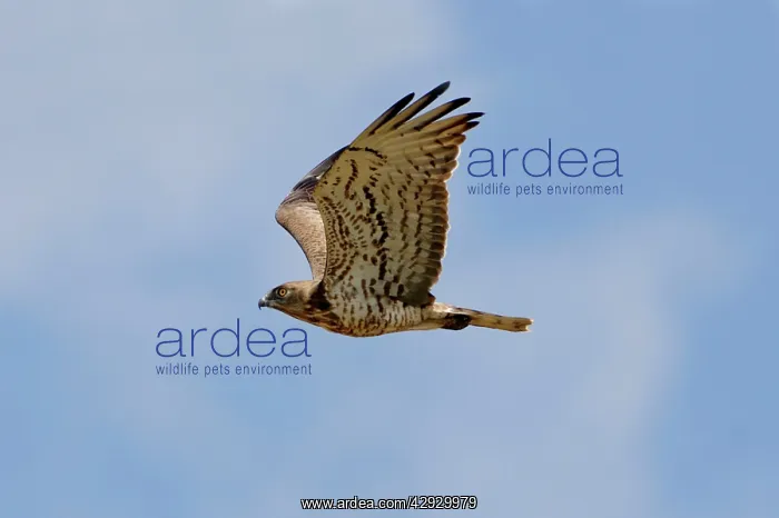 : Short-toed Eagle - adult on migration : Short-toed Eagle - adult on migration