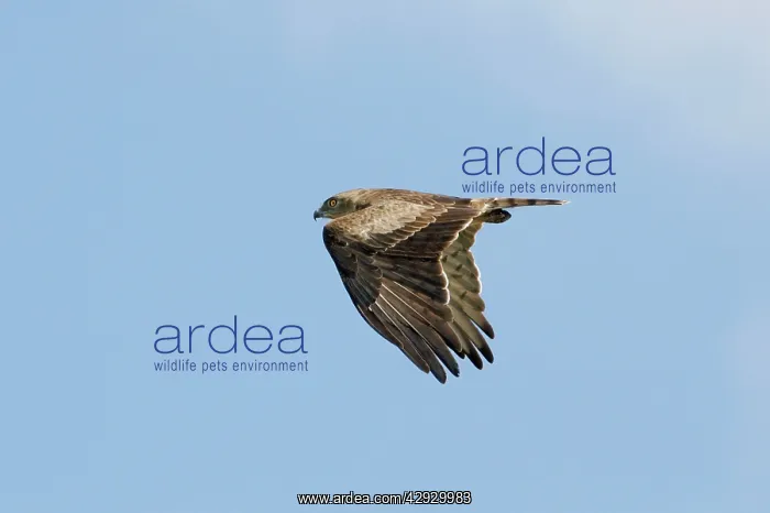 : Short-toed Eagle - adult on migration : Short-toed Eagle - adult on migration