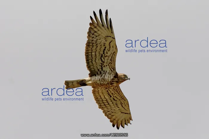 : Short-toed Eagle - adult on migration : Short-toed Eagle - adult on migration