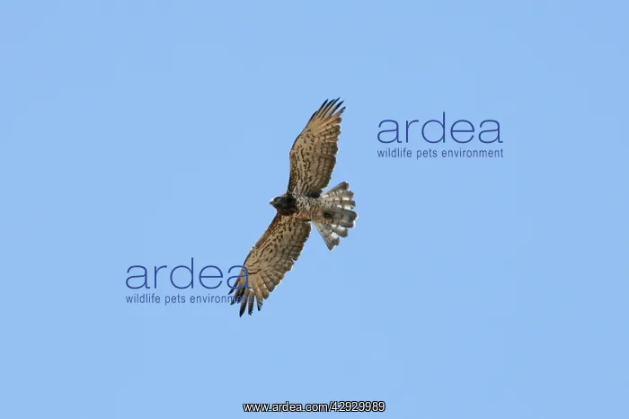 : Short-toed Eagle - adult on migration : Short-toed Eagle - adult on migration