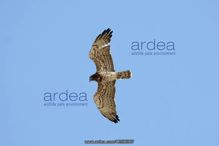 : Short-toed Eagle - adult on migration : Short-toed Eagle - adult on migration