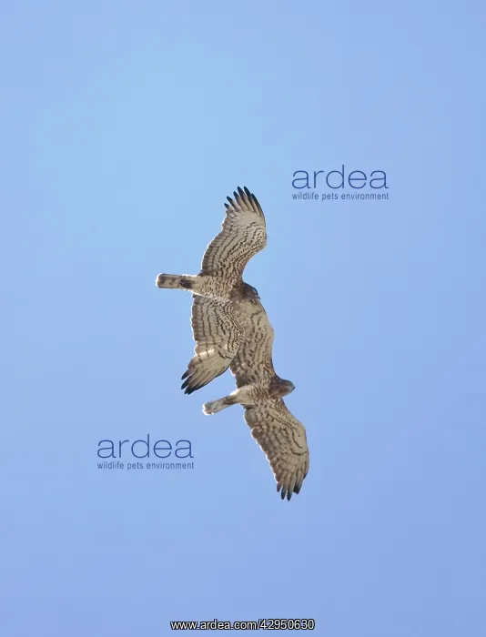 : Short-toed Eagle - adults in flight on migration : Short-toed Eagle - adults in flight on migration