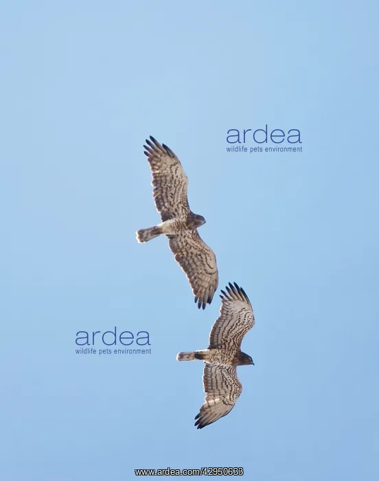 : Short-toed Eagle - adults in flight on migration : Short-toed Eagle - adults in flight on migration