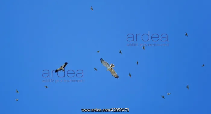 : Short-toed Eagle - Booted Eagle (Hieraaetus pennatus) : Short-toed Eagle - Booted Eagle (Hieraaetus pennatus)