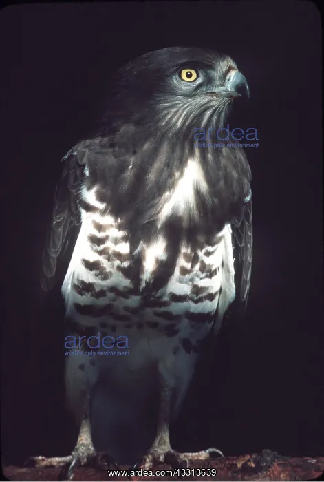 : Short-toed EAGLE - close-up : Short-toed EAGLE - close-up