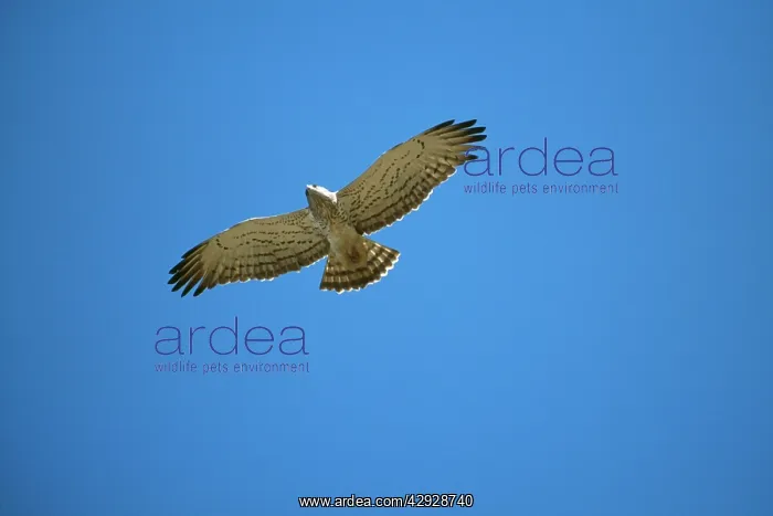  : Short-toed EAGLE - in flight