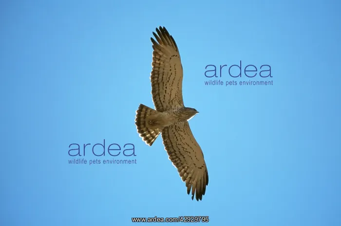 : Short-toed EAGLE - in flight : Short-toed EAGLE - in flight