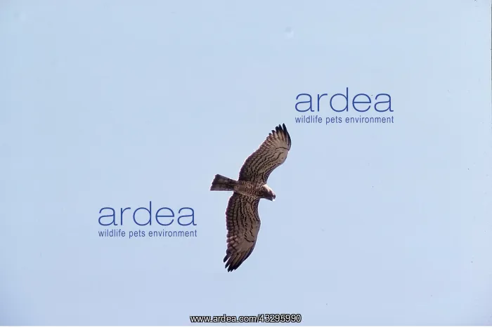 : SHORT-TOED EAGLE - in flight : SHORT-TOED EAGLE - in flight