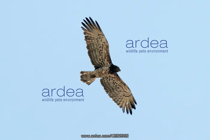 : Short-toed Eagle - in flight, adult on migration : Short-toed Eagle - in flight, adult on migration