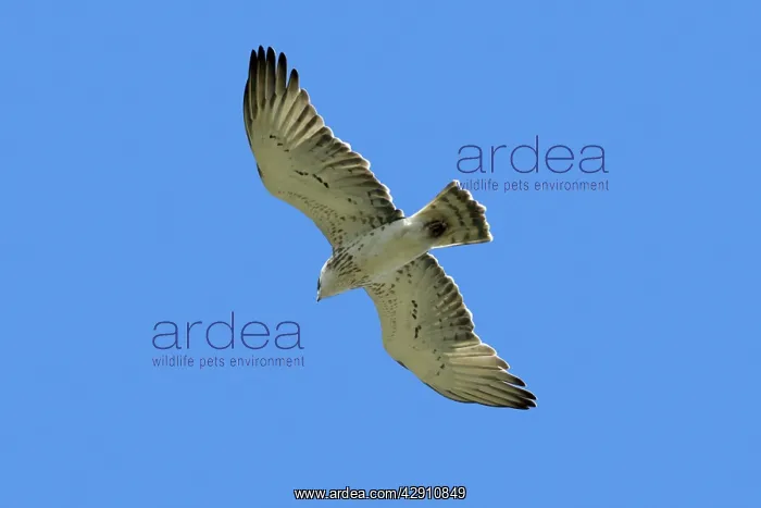 : Short-Toed Eagle - in flight, gliding : Short-Toed Eagle - in flight, gliding