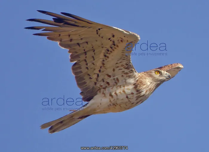 : Short-toed Eagle - in flight on migration over : Short-toed Eagle - in flight on migration over