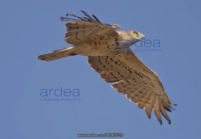 : Short-toed Eagle - in flight on migration over : Short-toed Eagle - in flight on migration over