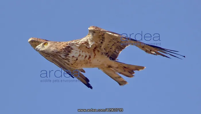 : Short-toed Eagle - in flight on migration over : Short-toed Eagle - in flight on migration over