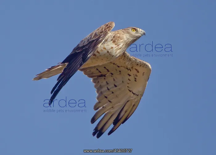 : Short-toed Eagle - in flight on migration over : Short-toed Eagle - in flight on migration over