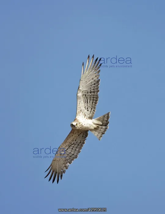 : Short-toed Eagle - juvenile in flight on migration : Short-toed Eagle - juvenile in flight on migration