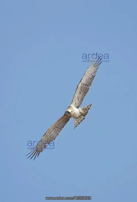 : Short-toed Eagle - juvenile in flight on migration : Short-toed Eagle - juvenile in flight on migration