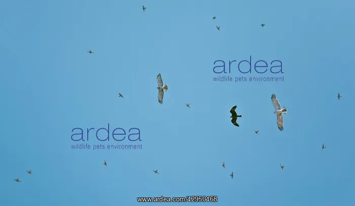 : Short-toed Eagles and Black Kite (Milvus migrans) : Short-toed Eagles and Black Kite (Milvus migrans)