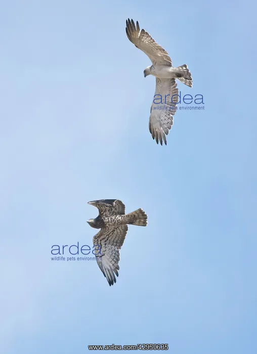 : Short-toed Eagles in flight on migration - Adult : Short-toed Eagles in flight on migration - Adult