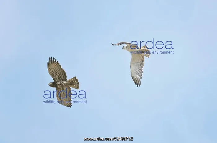 : Short-toed Eagles in flight on migration - Adult : Short-toed Eagles in flight on migration - Adult