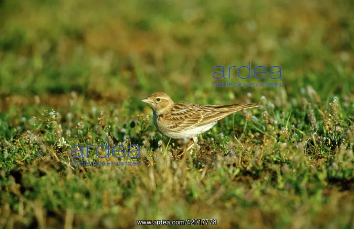 : Short-toed Lark : Short-toed Lark