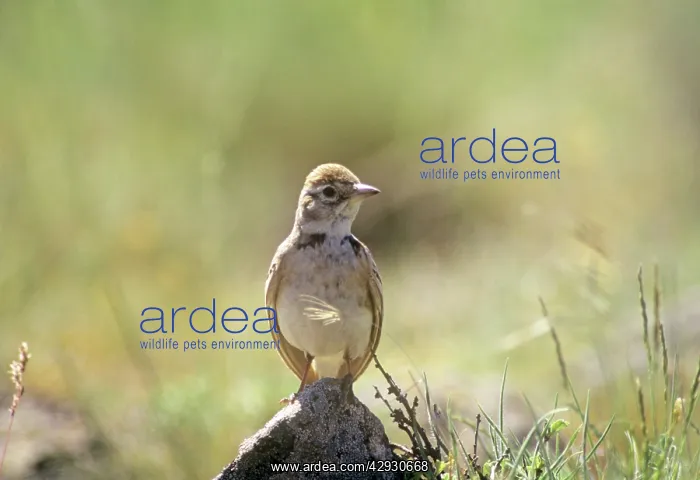 : SHORT-TOED LARK : SHORT-TOED LARK