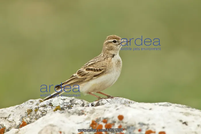  : Short-toed Lark