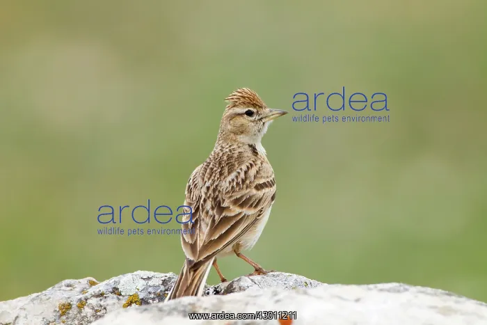 : Short-toed Lark : Short-toed Lark