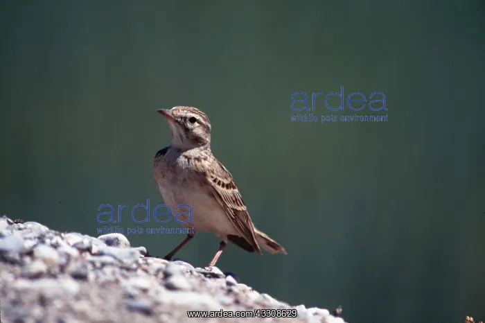 : SHORT-TOED LARK : SHORT-TOED LARK
