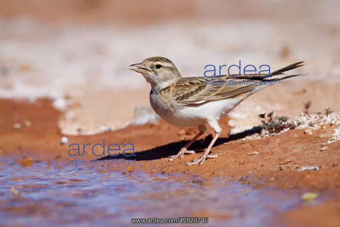 : Short Toed Lark - drinking at pool : Short Toed Lark - drinking at pool