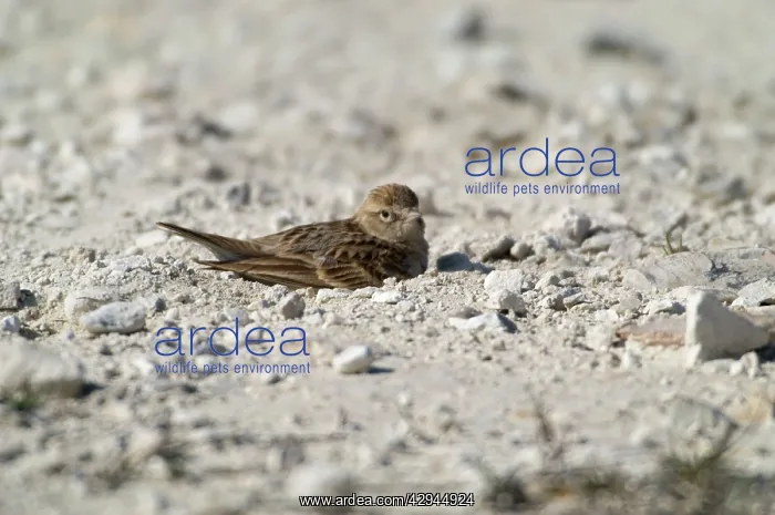 : Short-toed Lark dust bathing : Short-toed Lark dust bathing
