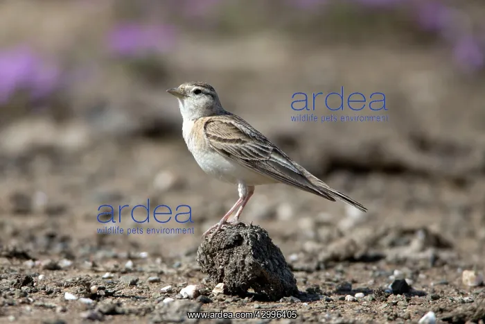  : Short-toed Lark - perched on dirt track Castro Verde