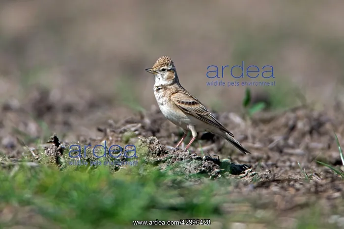  : Short-toed Lark - perched on dirt track showing