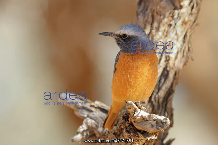 : Short-toed Rock Thrush : Short-toed Rock Thrush