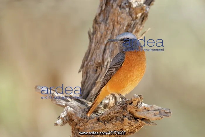 : Short-toed Rock Thrush : Short-toed Rock Thrush