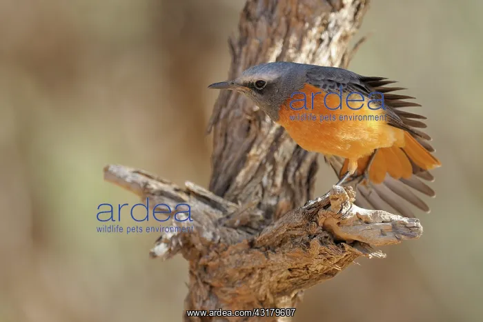 : Short-toed Rock Thrush : Short-toed Rock Thrush