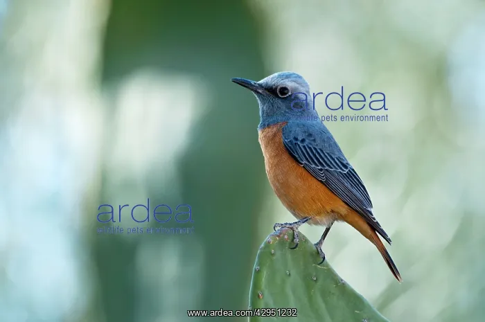 : Short-toed rock thrush - male perched on cacti : Short-toed rock thrush - male perched on cacti