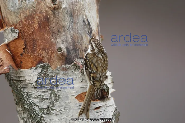 : Short-toed Treecreeper : Short-toed Treecreeper