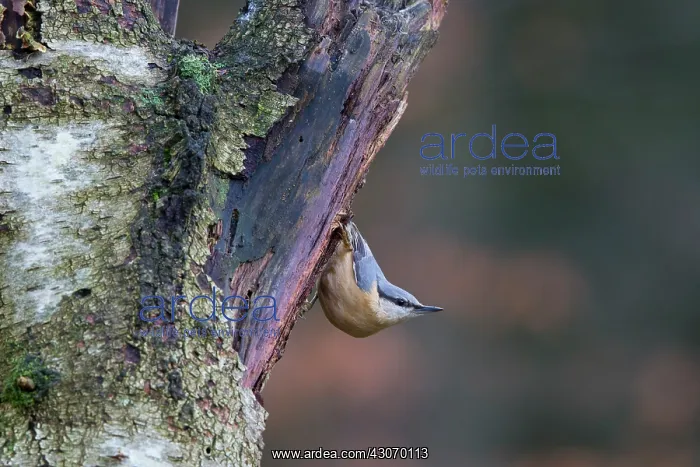 : Short-toed Treecreeper : Short-toed Treecreeper