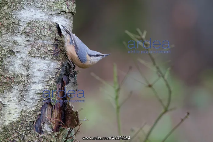 : Short-toed Treecreeper : Short-toed Treecreeper