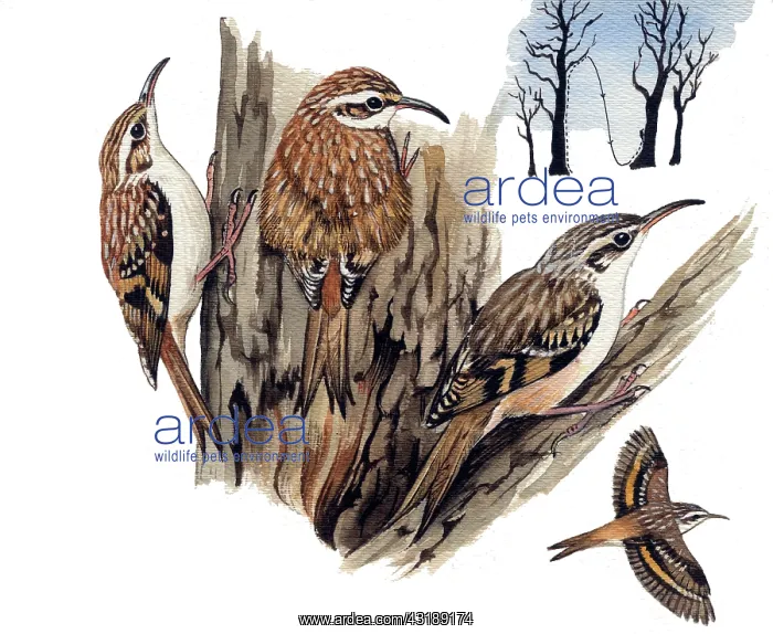 : Short-toed Treecreeper : Short-toed Treecreeper