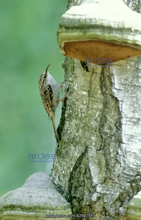  : Short-toed treecreeper - On birch tree trunk with fungus