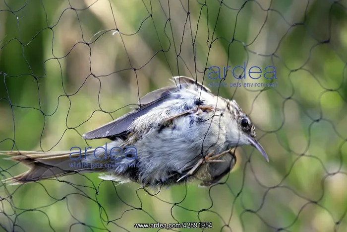 : Short-toed Treecreeper - caught in netting : Short-toed Treecreeper - caught in netting