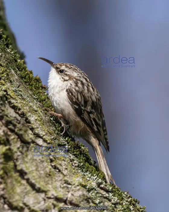  : Short-toed treecreeper (Certhia brachydactyla) sitting