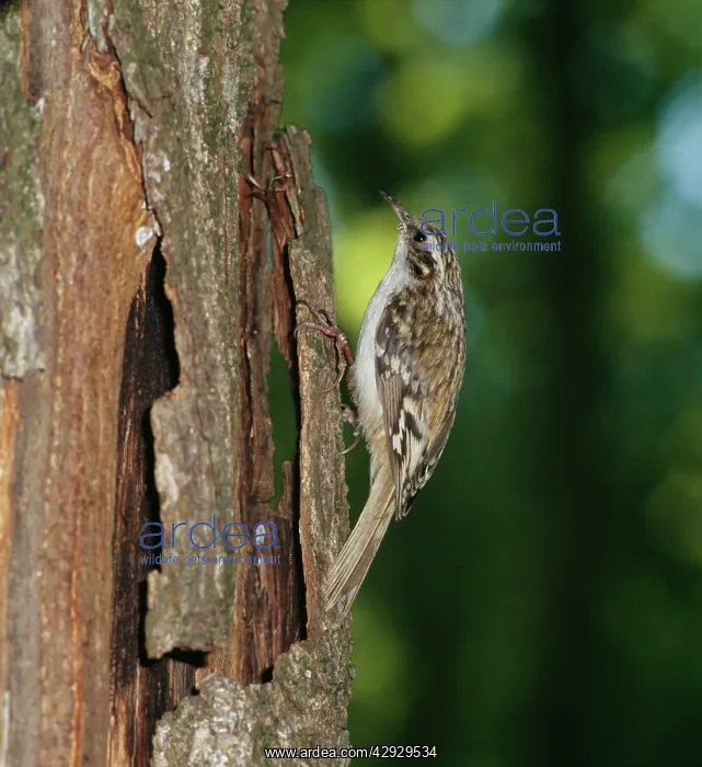 : Short Toed Treecreeper - Climbing tree trunk : Short Toed Treecreeper - Climbing tree trunk