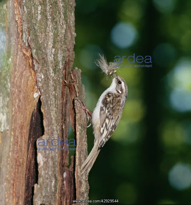 : Short-toed TREECREEPER -Climbing tree trunk with : Short-toed TREECREEPER -Climbing tree trunk with