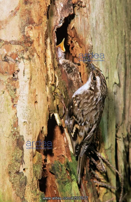 : Short-toed TREECREEPER - feeding young at nest entrance : Short-toed TREECREEPER - feeding young at nest entrance